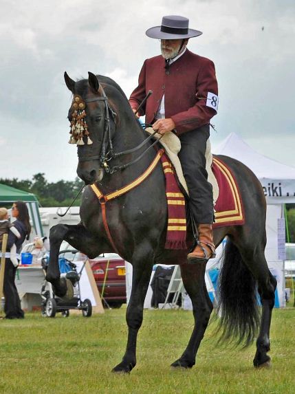 @Gazarp Stud - Comico IV - Andalusian Stallion